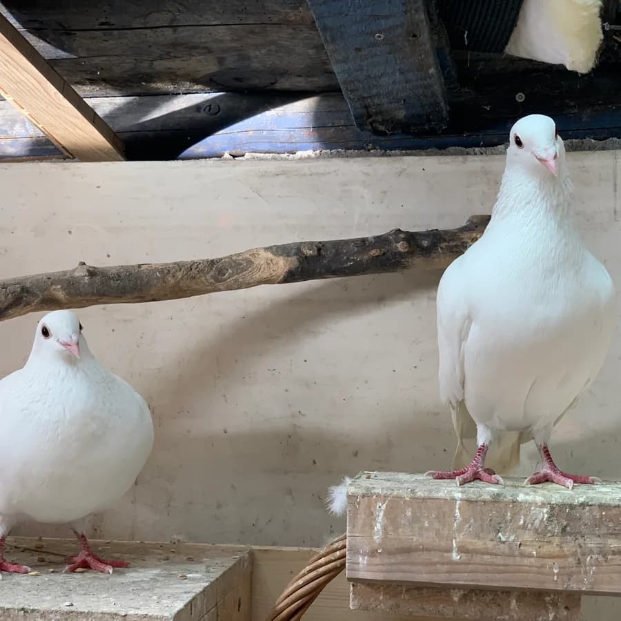 Porträt · Fera + Fero