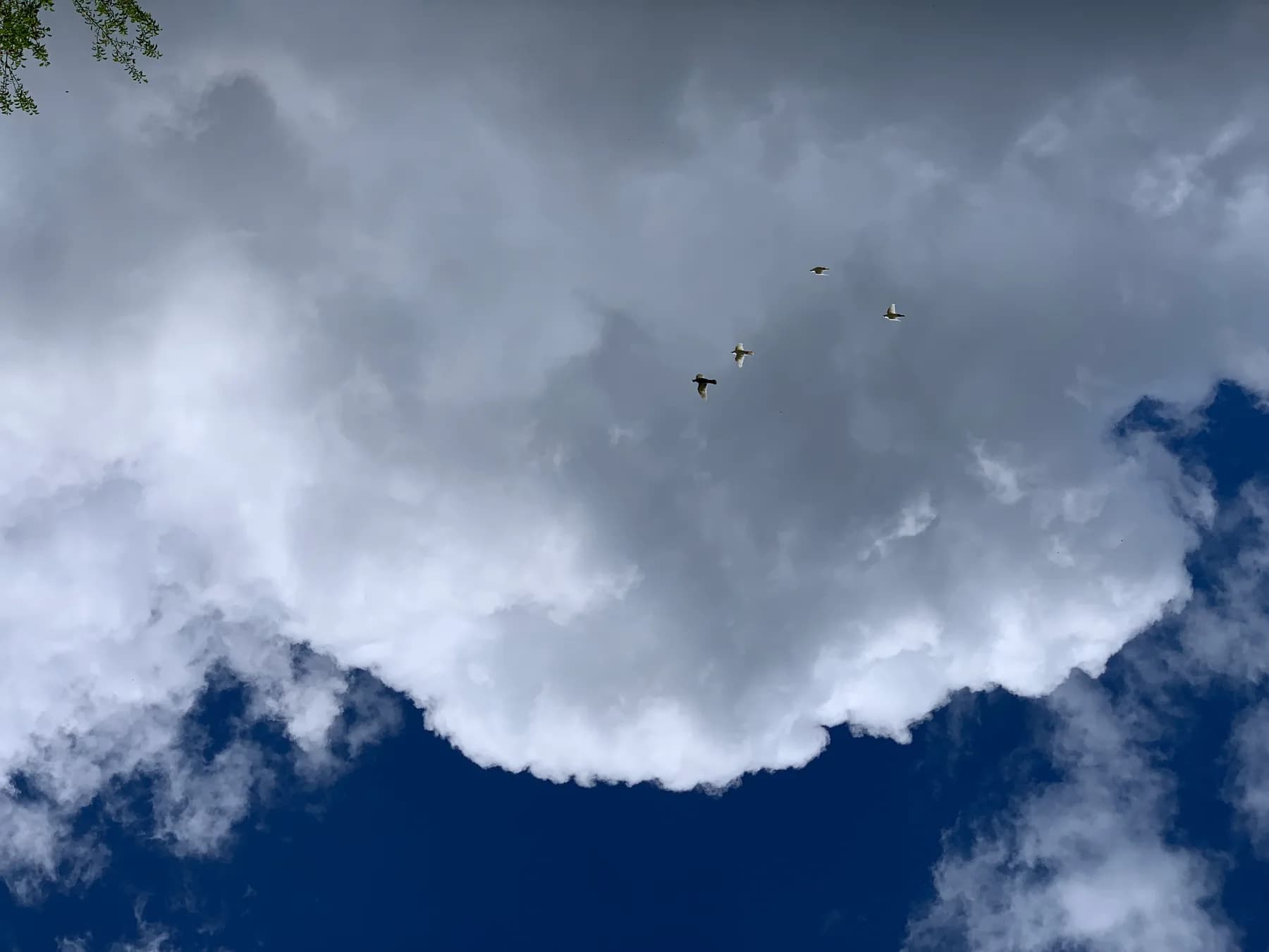 Brieftauben im Flug über dem Rheinfallbecken
