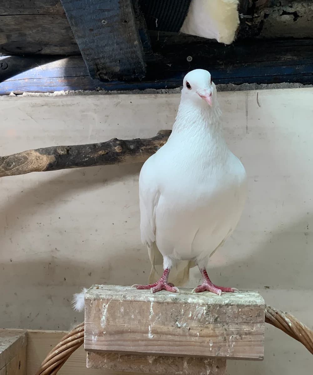 Fera + Fero fliegen dem Brautpaar aus den Händen