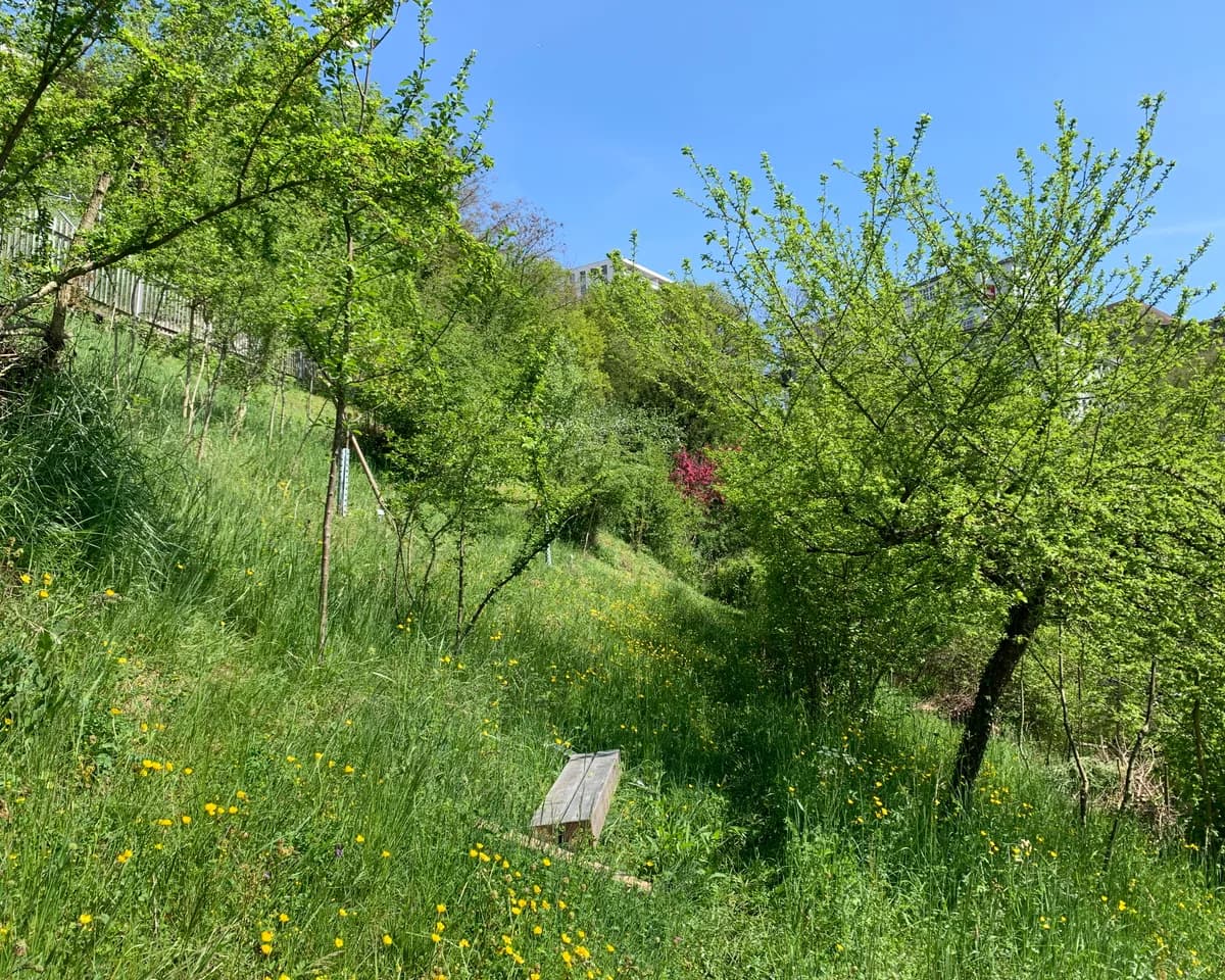 Blick vom Naturgarten auf den Rheinfall